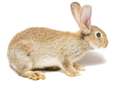 The photo depicts a rabbit on a white background
