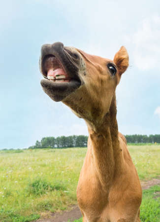 The photo depicts a smiling foal in the meadowの写真素材