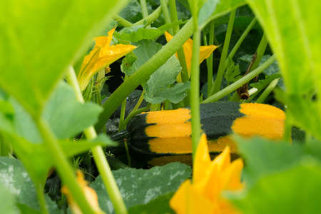 the photograph depicts squash growing in the gardenの写真素材