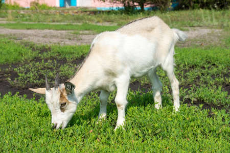 the photograph depicted a goat sitting on the grassの写真素材
