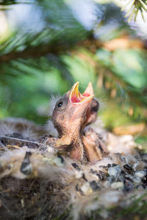 The photo shows the chicks in the nestの写真素材