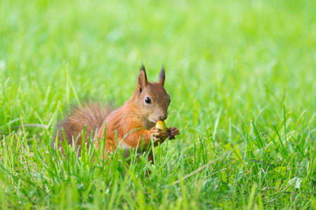 the photograph shows a squirrel on a treeの写真素材