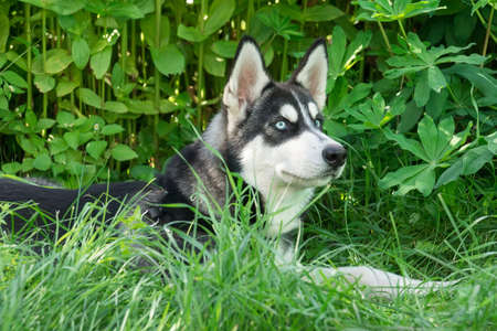 The photo shows a dog on the grassの写真素材