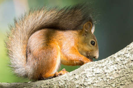 the photograph shows a squirrel on a treeの写真素材