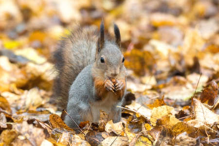 the photograph shows a squirrel on a treeの写真素材