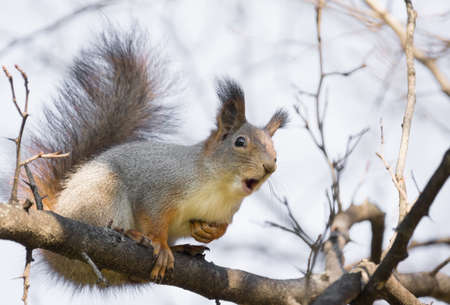 the photograph shows a squirrel on a tree