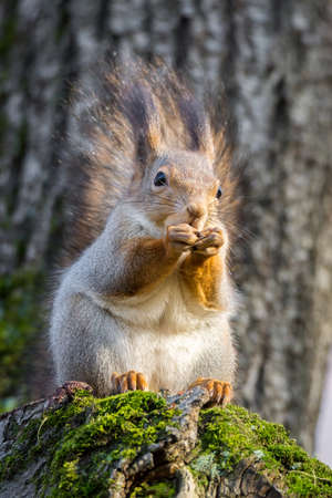 the photograph shows a squirrel on a treeの写真素材