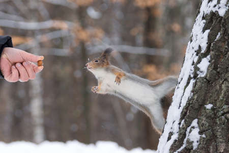 the photograph shows a squirrel on a tree