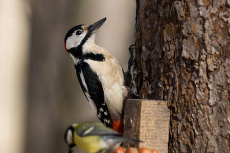 The photo depicts a woodpecker on a treeの写真素材