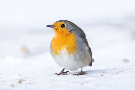 The photo shows a robin on a branchの写真素材