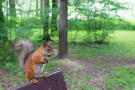 the photograph shows a squirrel on a treeの写真素材