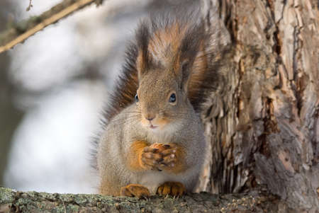 the photograph shows a squirrel on a tree
