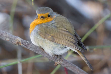 The photo shows a robin on a branchの写真素材