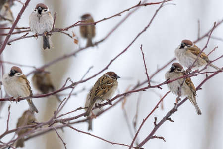 The photograph depicts a young sparrow on branchの写真素材
