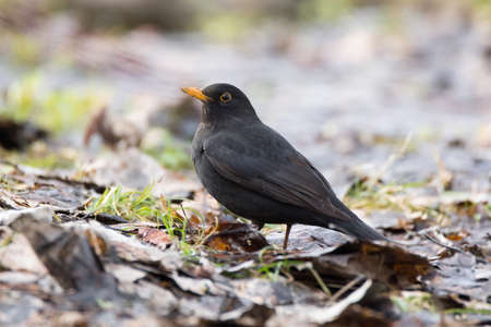 The photo shows a blackbird on a treeの写真素材