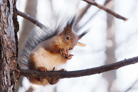 the photograph shows a squirrel on a treeの写真素材