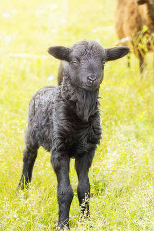 The photo depicts a lamb in a meadowの写真素材