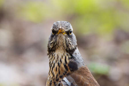 The photo shows a blackbird rowan on a branchの写真素材