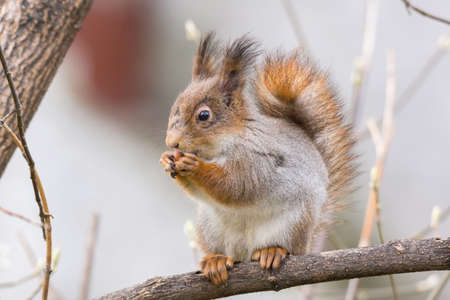the photograph shows a squirrel on a treeの写真素材