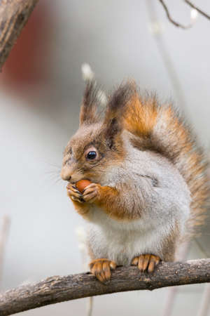 the photograph shows a squirrel on a treeの写真素材