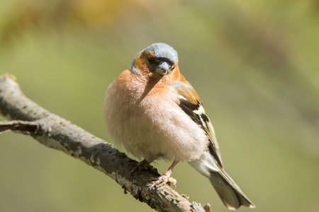 The picture shows a chaffinch on a branchの写真素材