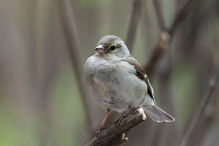 The photograph shows a female chaffinch on a branchの写真素材