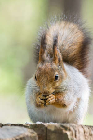 the photograph shows a squirrel on a treeの写真素材