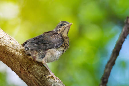 The photo shows a blackbird rowan on a branchの写真素材