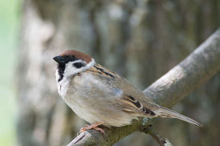 The photo shows a sparrow on a branchの写真素材