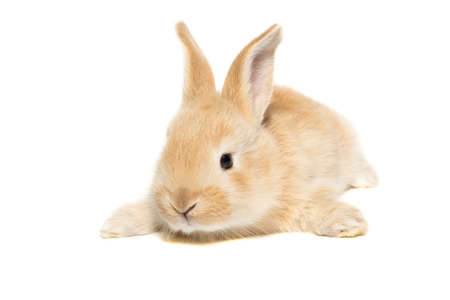 The picture shows a rabbit on a white backgroundの写真素材