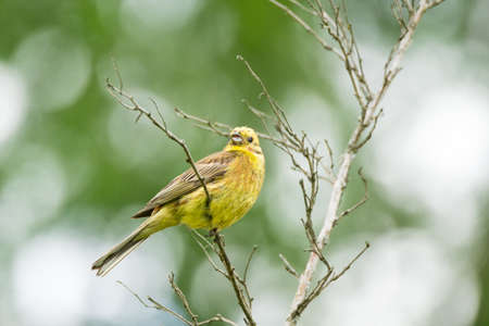 Oatmeal on a branch, beautiful bird, Russia, village, summer, Emberiza citrinellaの写真素材