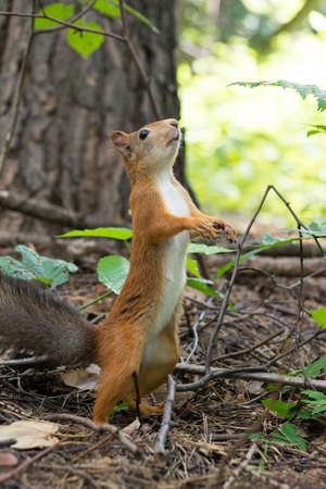 Squirrel stands on its hind legs, Russia, Moscow, park summerの写真素材