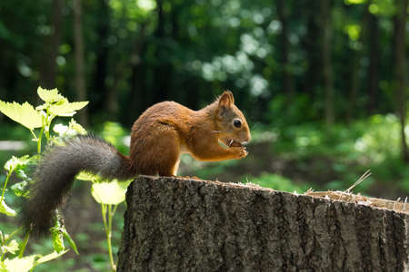 Squirrel on a hemp with a nut, Russia, Moscow, park summerの写真素材