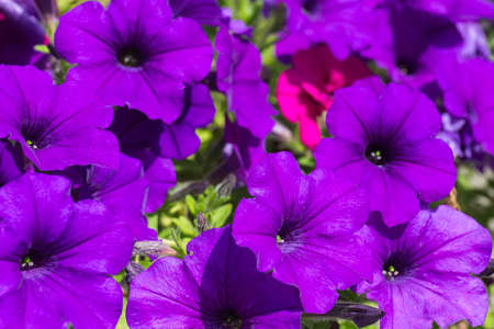 Beautiful purple petunia, flowers in the garden, summerの写真素材