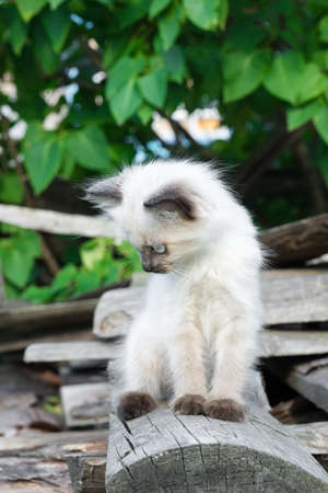 A kitten lies on a blackboard, Russia, a village, 2017の写真素材