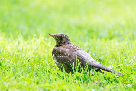 Thrush grasslander on the grass, autumn, parkの写真素材