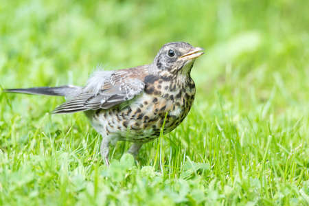 Thrush grasslander on the grass, autumn, parkの写真素材