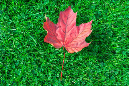 Autumn leaf maple on green grass, red leafの写真素材