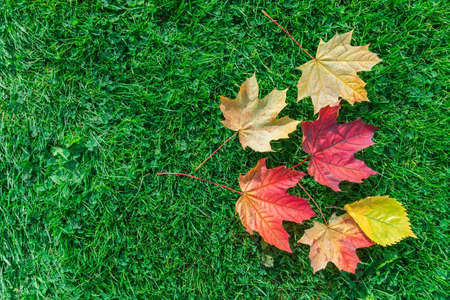 Autumn leaf maple on green grass, red leaf