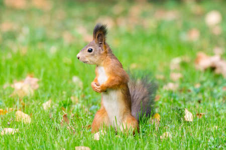 red squirrel on a branch in summer, Sciurus, park, Tamiasciurusの写真素材
