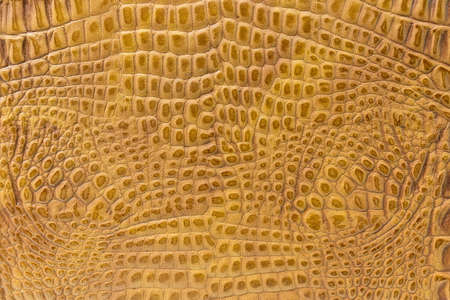 texture of the skin yellow, studio, subject surveyの写真素材