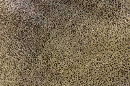 texture of the skin yellow, studio, subject surveyの写真素材