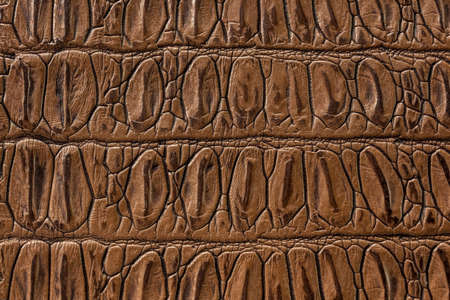 texture of the skin yellow, studio, subject surveyの写真素材