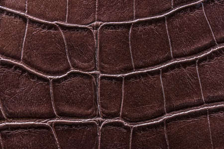 texture of the skin yellow, studio, subject surveyの写真素材