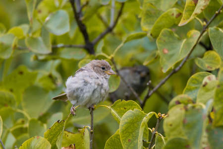 Sparrow sitting on a branch of lilac, a beautiful birdの写真素材