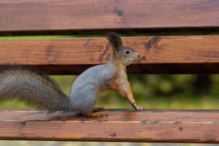 red squirrel on a branch in summer, Sciurus, park, Tamiasciurusの写真素材