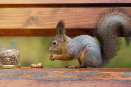 red squirrel on a branch in summer, Sciurus, park, Tamiasciurusの写真素材