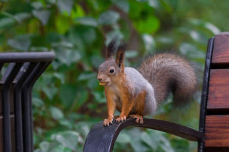 red squirrel on a branch in summer, Sciurus, park, Tamiasciurusの写真素材