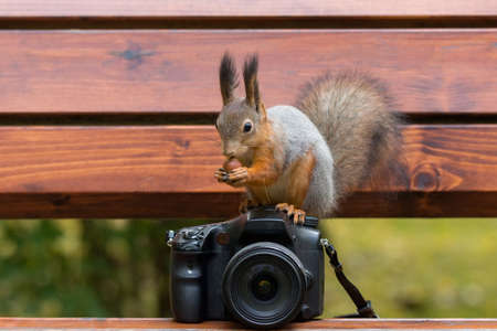 Squirrel sits on the camera with nuts, autumnの写真素材