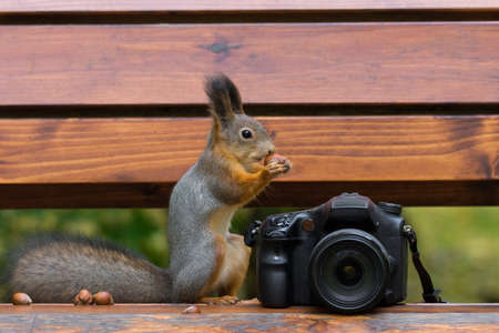 Squirrel sits on the camera with nuts, autumnの写真素材